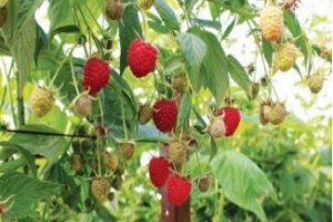 Raspberry Plant selection still good!